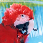 Parrot Head